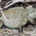 iguana_rock_lwc_provo_h_0041_tci0041.jpg
